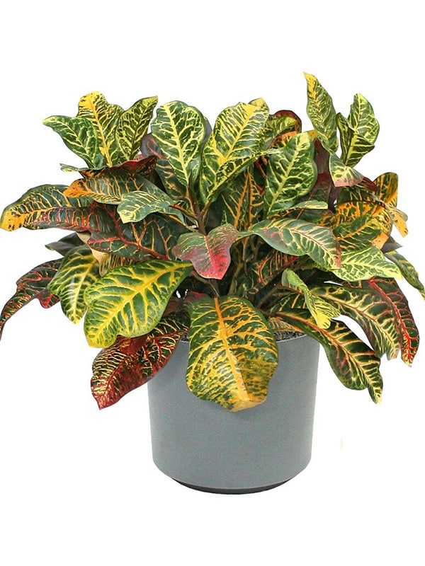Croton